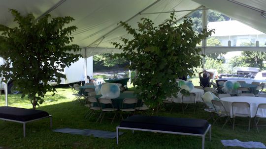 lounge furniture and trees